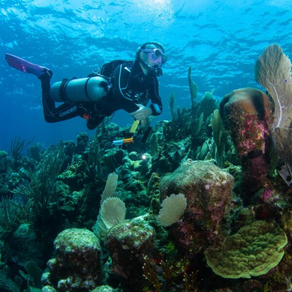 Utila: Santuario submarino de clase mundial para el buceo
