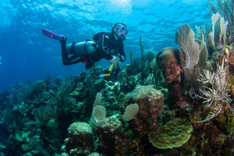 Buceo Utila