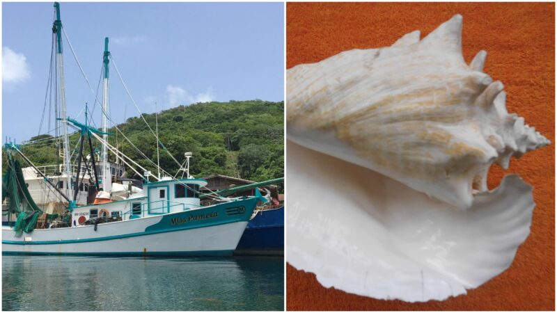 “Caracoles”: sobrenombre que se convirtió en identidad isleña