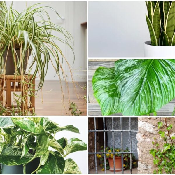 Plantas que purifican tu hogar, según la NASA