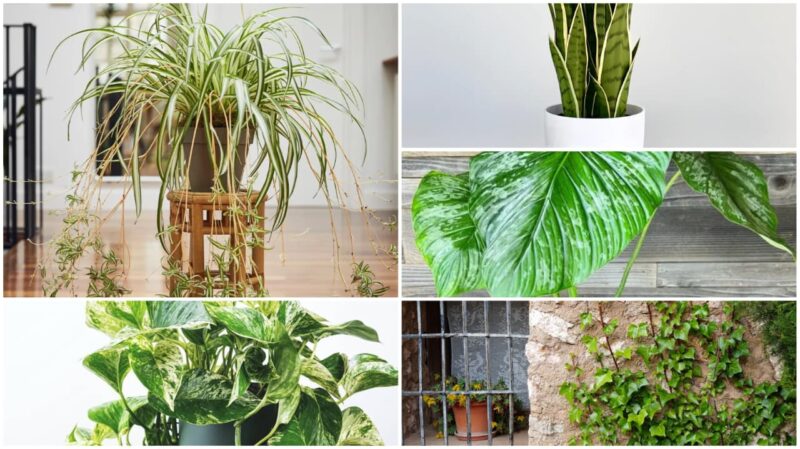 Plantas que purifican tu hogar, según la NASA