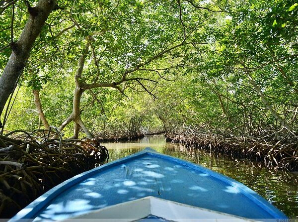 Mangle: el guardián silencioso del Caribe