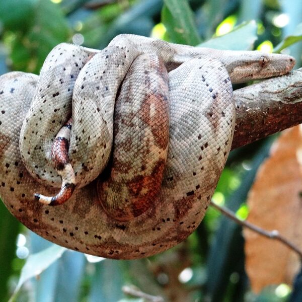 La boa rosada: símbolo natural y cultural de Cayos Cochinos