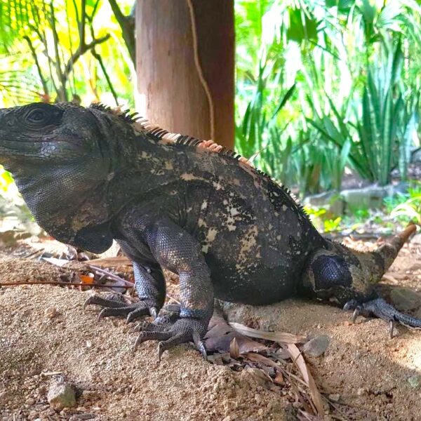Iguana de cola espinosa: tesoro vivo y símbolo natural de Roatán
