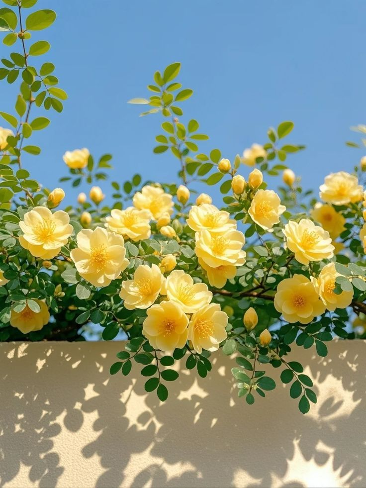 flores amarillas